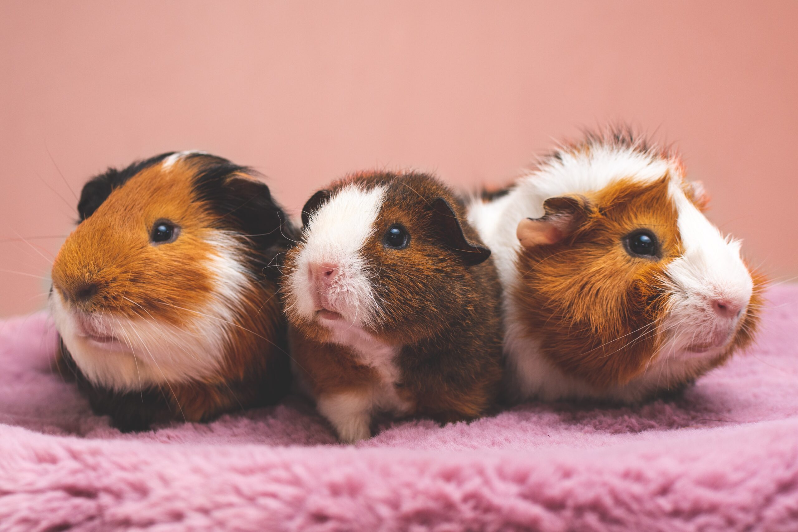 image for blog post Am I going to be a guinea pig? How doctors address clinical trial concerns