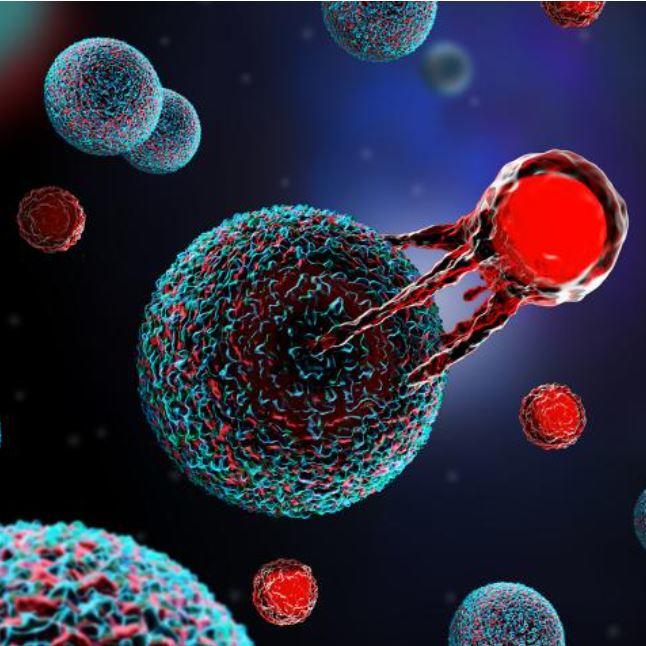 New Kidney Cancer Immunotherapy Research Projects Funded thumbnail image